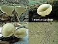 Tarzetta cupularis-amf1413